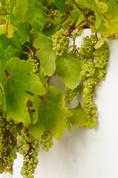White grape plant vertical