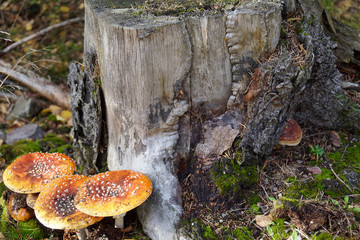 Pilze am Baumstumpf