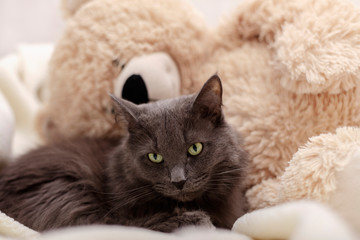 Fototapeta na wymiar Beautiful gray fluffy cat sleeping on the couch.