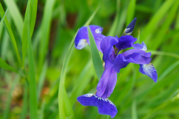 Blue iris flower with green background