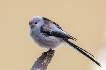 Fototapeta premium long-tailed tit