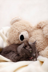 Beautiful gray fluffy cat sleeping on the couch.