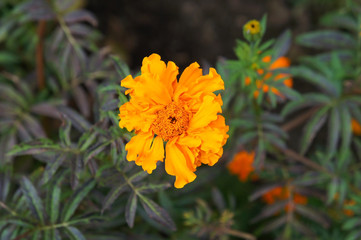 Orange flower of marigold with green foliage close up