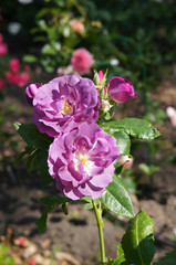 Rhapsody in blue rose in garden vertical