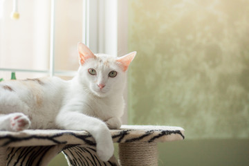The cat fluffy white lying on the cat tree she's staring at the camera with a cute. This picture...