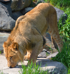 Lion is one of the four big cats in the genus Panthera, and a member of the family Felidae. With...