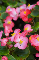 Fototapeta premium Begonia semperflorens red flowers with green