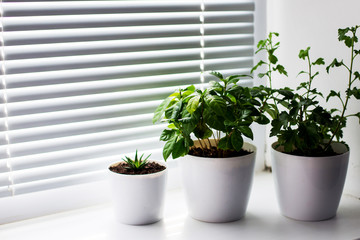 Flowers in white pots on the windowsill