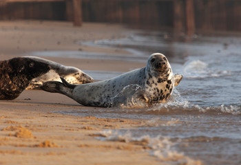 atlantic grey seal