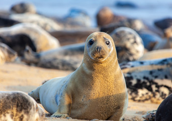 atlantic grey seal © sergii