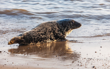 atlantic grey seal