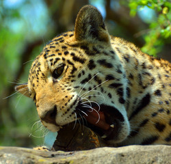 Jaguar is a cat, a feline in the Panthera genus only extant Panthera species native to the...