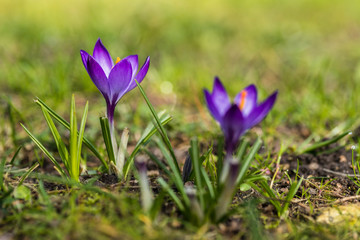 Fototapeta premium Several purple crocuses close-up on a blurred background.
