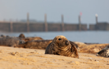 atlantic grey seal