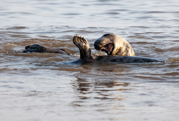 atlantic grey seal