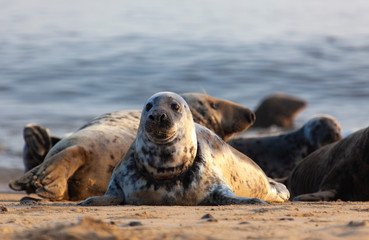 atlantic grey seal