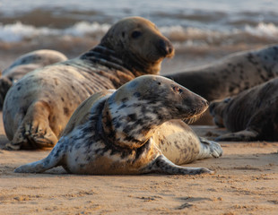 Fototapeta premium atlantic grey seal