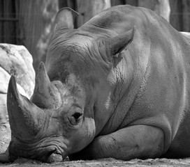 The white rhinoceros or square-lipped rhinoceros is the largest extant species of rhinoceros.  It has a wide mouth used for grazing and is the most social of all rhino species © Daniel Meunier