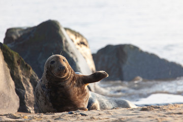 atlantic grey seal