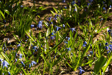 blue scilla in garden