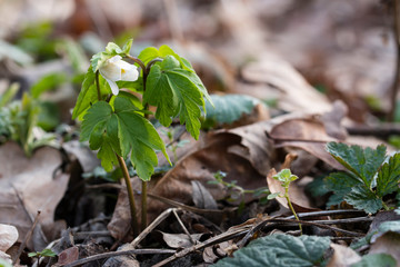 Flower bud of anemone flower anemone.