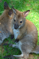 Wallaby is any animal belonging to the family Macropodidae that is smaller than a kangaroo and...