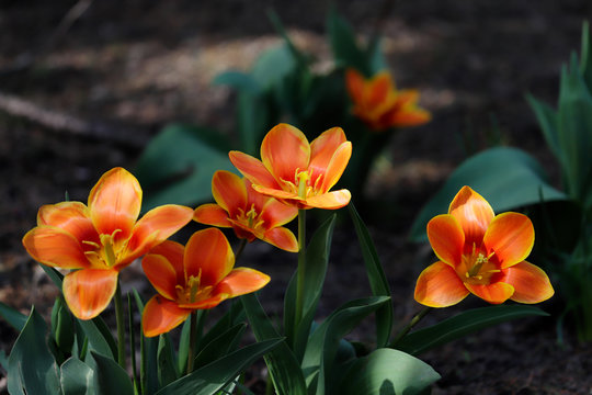 View of orange tulip flowers in the spring garden