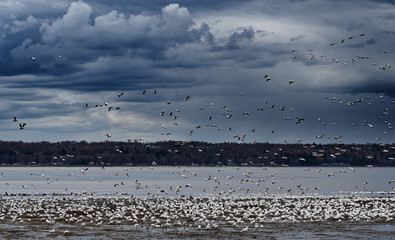 Migrating snow geese (Anser caerulescens) landing on the shore of the St Lawrence River at Cap Rouge in Quebec City, white against a stormy sky