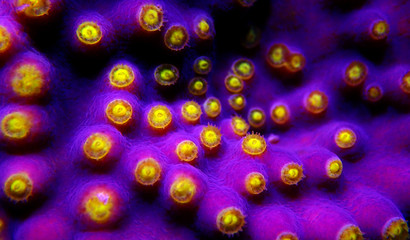 Macro yellow polyps on the purple Turbinaria SPS coral