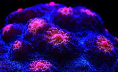 Halloween Screamer Chalice coral in macro shot ( Echinophyllia sp. ) © Kolevski.V