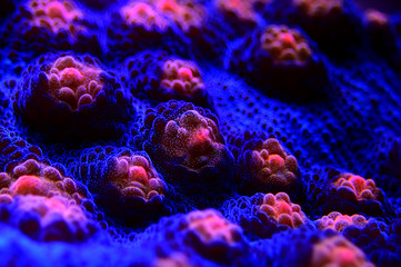 Halloween Screamer Chalice coral in macro shot ( Echinophyllia sp. ) - obrazy, fototapety, plakaty