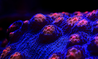 Halloween Screamer Chalice coral in macro shot ( Echinophyllia sp. ) © Kolevski.V