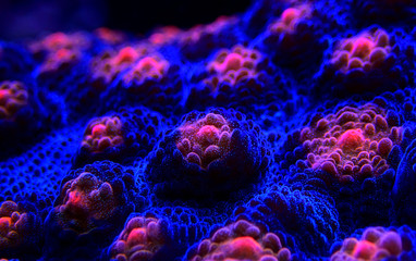 Halloween Screamer Chalice coral in macro shot ( Echinophyllia sp. ) - obrazy, fototapety, plakaty