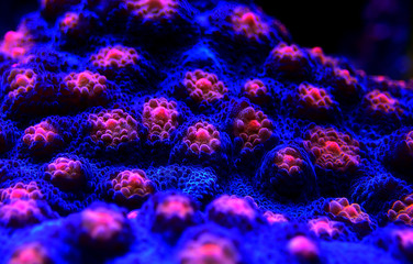 Halloween Screamer Chalice coral in macro shot ( Echinophyllia sp. ) © Kolevski.V