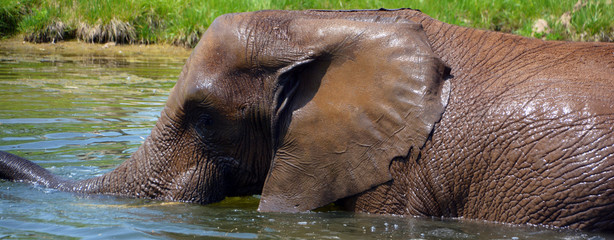 African elephants are elephants of the genus Loxodonta. The genus consists of two extant species:...