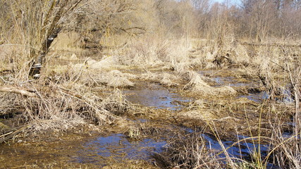 Wild nature. Forest and river in the wild. Spring Forest.