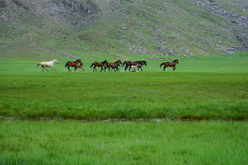 wild horses of nature, magnificent galloping and spring season