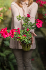 Fototapeta na wymiar Beautiful woman watering plants and gardening in greenhouse.