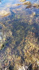 Clear water. Leaves at the bottom of the lake.