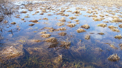 The swamp in the forest. Meadow in the water.