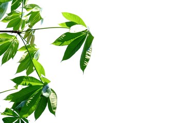 Tropical tree leaves with branches on white isolated background for green foliage backdrop 