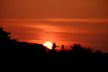 Silhouette sunset with orange sky and top trees shadow 