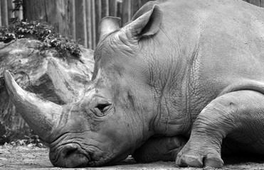 The white rhinoceros or square-lipped rhinoceros is the largest extant species of rhinoceros.  It has a wide mouth used for grazing and is the most social of all rhino species © Daniel Meunier