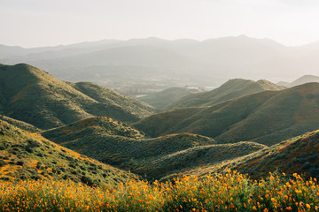 Poppies with view of green hills and mountains at Walker Canyon, in Lake Elsinore, California - Powered by Adobe