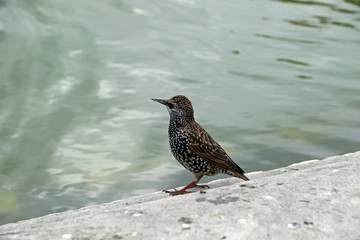 European starling in Paris, France