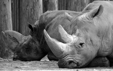 The white rhinoceros or square-lipped rhinoceros is the largest extant species of rhinoceros.  It has a wide mouth used for grazing and is the most social of all rhino species © Daniel Meunier
