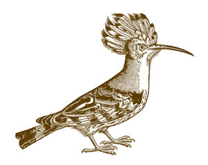 Eurasian hoopoe, upupa epops in side view. Illustration after an antique woodcut from the 16th century