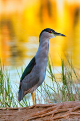 Green Heron near a lake at sunset.