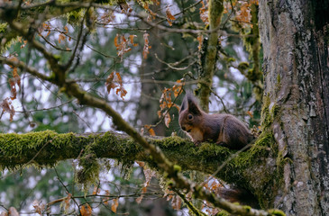 Obraz premium Eurasian Red Squirrel on hornbeam branch