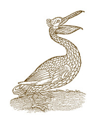 Naklejka premium Pelican in side view with opened beak. Illustration after a historical woodcut from the 16th century